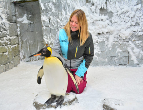 RGF’s Guardian Air protects penguins in Dubai